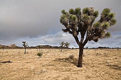 《巫师3》4.02版本已上线 修正稳定和优化性能